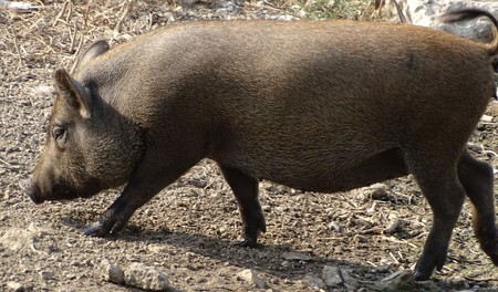 Close up with wild wild pig, walking on the ground - zoo / domestic animal in the yardの写真素材