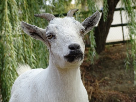 Goat closeup face friendly - zoo animal, blue-eyed, buck, billy goat, he-goatの写真素材