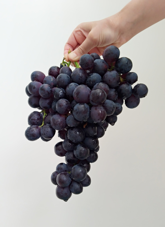 Serve a delicious black grape - a hand with a bunch of grapes - the perfect dessertの写真素材