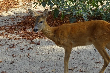 Close up profile of young deer - Bambiの写真素材