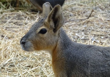 Close up with Patagonian Mare (Dolichotis patagonum) - wild animal at the zoo / a king of rabbitの写真素材