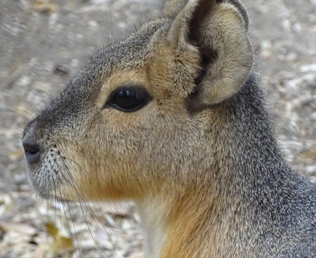 Close up with Patagonian Mare (Dolichotis patagonum) - wild animal at the zoo / a king of rabbitの写真素材