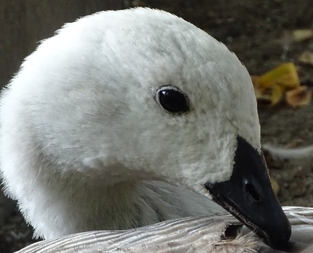 Close up with the white goose, colorful, cleaning its feathers - bird at the zoo / yardの写真素材