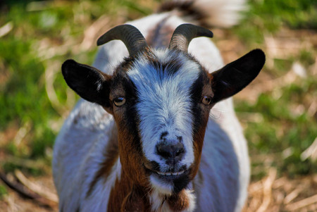 Close up with the goat laughing - animal at zoo / pasture, black face and earsの写真素材