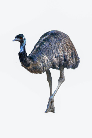 emu isolated on white background cut out - wild bird at zooの写真素材