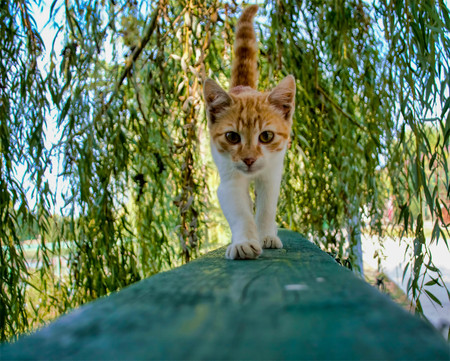 Kitty going directly to the camera - pet, domestic animal, nature, parkの写真素材
