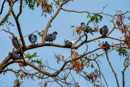 Traveling pigeons resting on a tree branch - dove in the tree / traveling birds / at the zoo / pigeonの写真素材