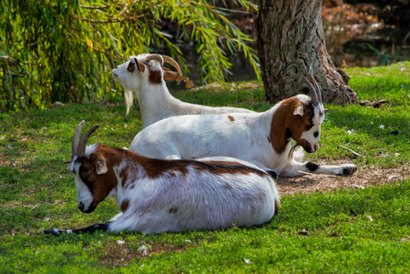 Group of goats resting on the grass in the shade - mammals at the farm / zoo / in natureの写真素材