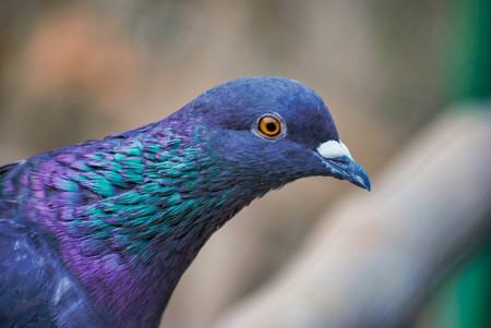 Close up colorful pigeon / dove on brown background. Bird of peace. Pigeon mail.の写真素材