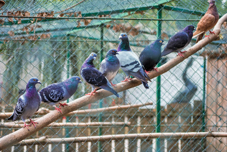 Group of pigeons lined up on a stick - birds in zooの写真素材
