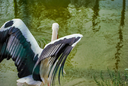 Close up with storks on the waterfront - Stork with open wings, wild birdsの写真素材
