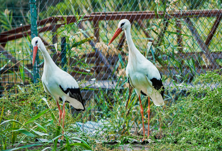Close up with pair of storks on the waterfront - wild birds / nature/ zooの写真素材