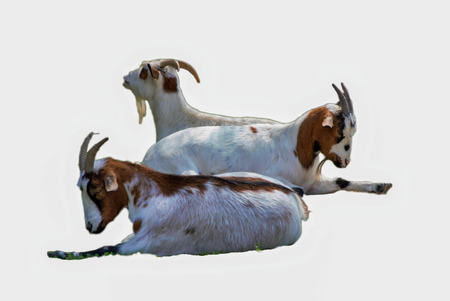 Goats isolated on white background cuts-out - mammals at farm / zoo / in natureの写真素材