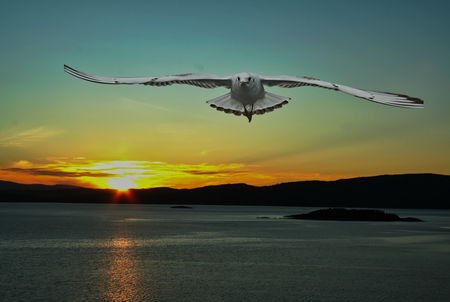 Picture of seagull at sunrise / sunrise over the seaの写真素材