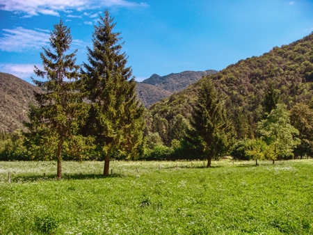 a view of the fir trees and a mountain meadow on a sunny day - lanscapeの写真素材