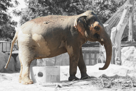 Elephant at the zoo on white black backgroundの写真素材