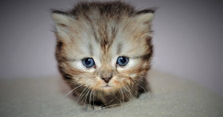 Adorable and cute persian cat -の写真素材