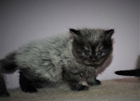Adorable and cute persian cat -の写真素材