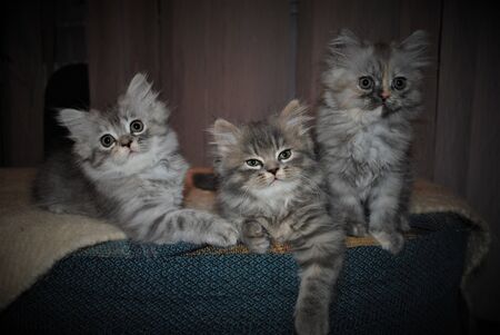 Adorable and cute persian cat -の写真素材