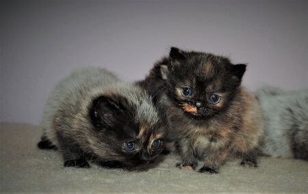 Adorable and cute persian cat -の写真素材