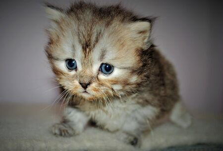 Adorable and cute persian cat -の写真素材