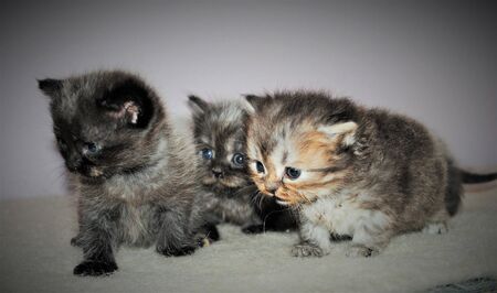 Adorable and cute persian cat -の写真素材