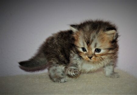 Adorable and cute persian cat -の写真素材