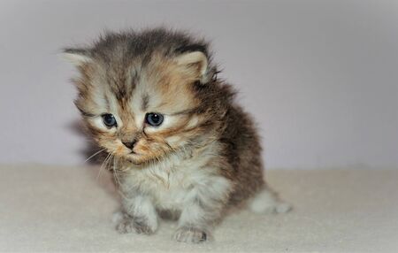 Adorable and cute persian cat -の写真素材