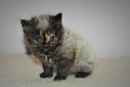 Adorable and cute persian cat -の写真素材