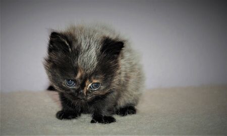 Adorable and cute persian cat -の写真素材