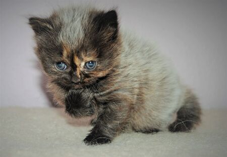Adorable and cute persian cat -の写真素材