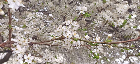 Cherry plum blossoms / Flori de zarzÄrの写真素材