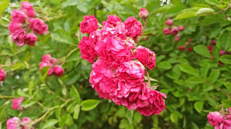 Trandafiri Ã®nfloriÈi / Roses in bloomの写真素材