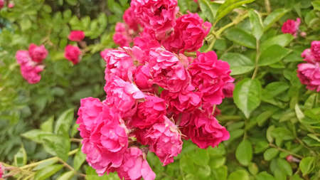 Trandafiri Ã®nfloriÈi / Roses in bloomの写真素材