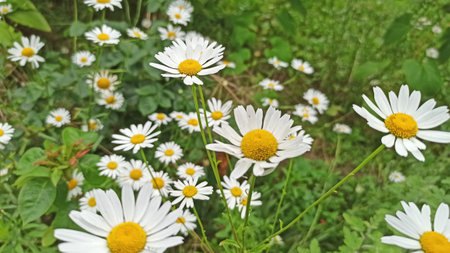 Margarete / Daisiesの写真素材