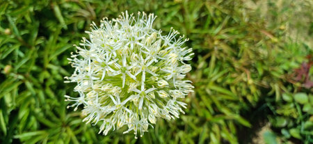 Floare de ceapÄ decorativÄ.
Allium flower (Ornamental Onion)の写真素材