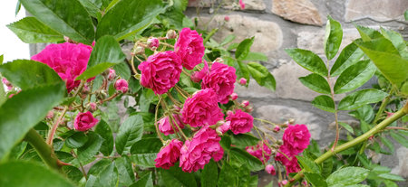 Climbing pink roses on a stone wallの写真素材