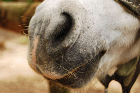 close up of a horseの写真素材