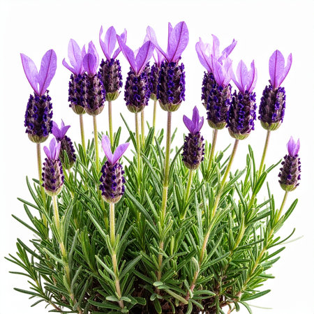 Lavender flowers isolated on white background. Top view. Flat lay.の素材
