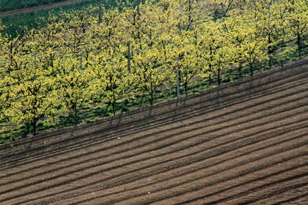 Italy, Geometrical fields in springの写真素材