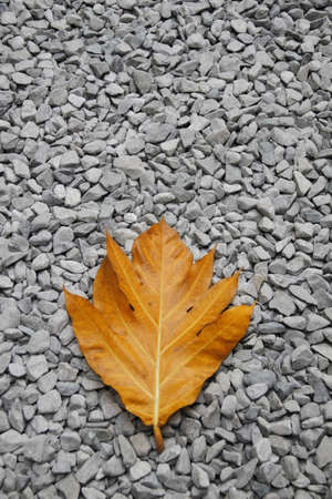 contrast between a yellow leaf and gray gravelの写真素材