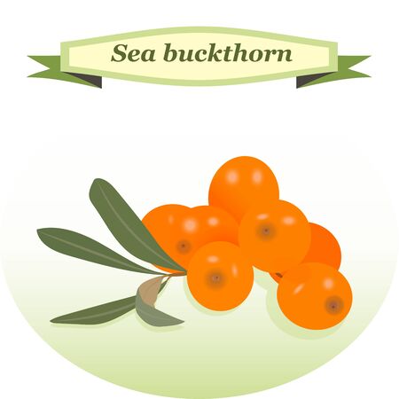 high quality original trendy realistic vector buck thorn illustrationのイラスト素材