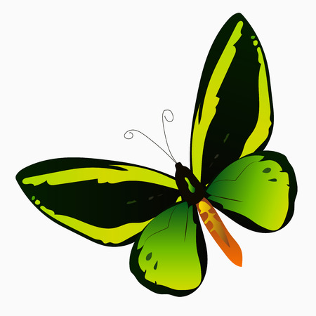 illustration of a colorful butterflyのイラスト素材