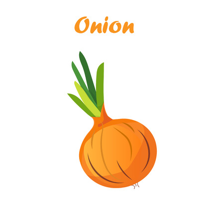 illustration of onionのイラスト素材