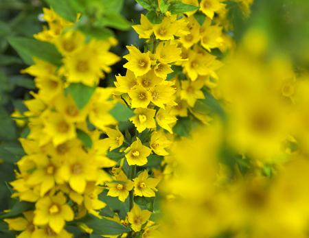 Lysimachia nummularia Aureaの写真素材