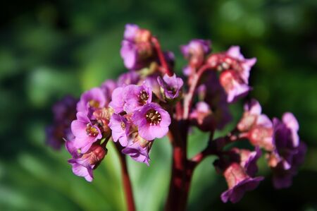 badan blooming with pink flowersの写真素材