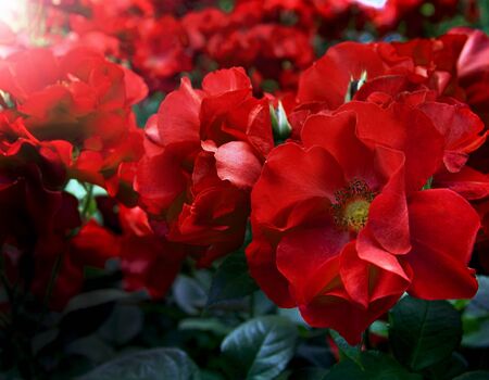 Closeup of a beautiful red roses