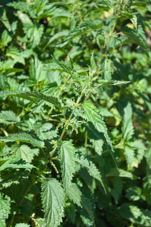 Stinging nettle.Urtica dioica.Garden backdrop.