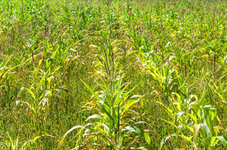 Young maize field.Summer corn field.