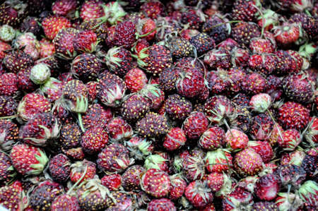 Wild strawberries.Fragaria viridis.Nature backdrop.